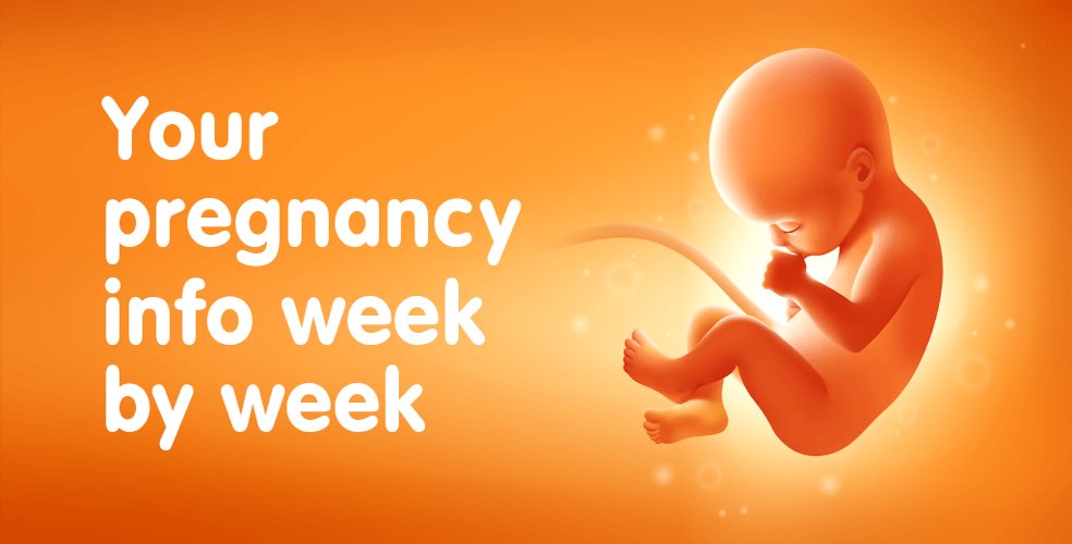 Pregnancy Tracker - Gold Unlocked